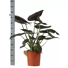 Алоказия Венти - Alocasia Wentii D24 H100