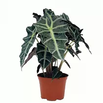 Алоказия Полли - Alocasia Polly D14 H40