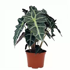 Алоказия Полли - Alocasia Polly D14 H40