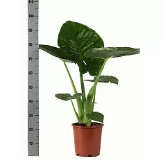 Алоказия клобучковая - Alocasia cucullata D20 H100