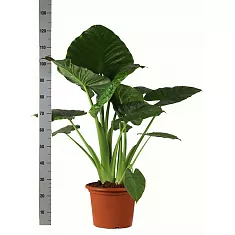 Алоказия клобучковая - Alocasia cucullata D24 H120