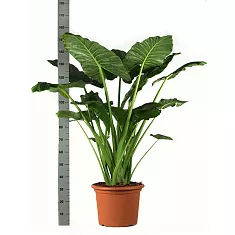 Алоказия клобучковая - Alocasia cucullata D27 H170