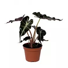 Алоказия Бамбино Арроу - Alocasia Bambino Arrow D12 H30