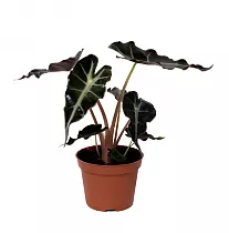 Алоказия Бамбино Арроу - Alocasia Bambino Arrow D12 H30