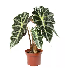 Алоказия Амазоника - Alocasia х amazonica D15 H60