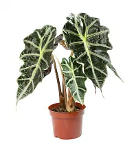 Алоказия Амазоника - Alocasia х amazonica D15 H60