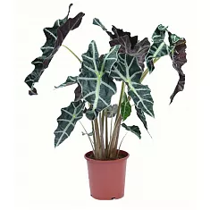 Алоказия Амазоника - Alocasia х amazonica D25 H100