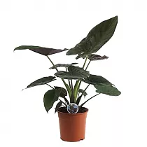 Алоказия Венти - Alocasia Wentii D14 H40