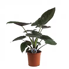 Алоказия Венти - Alocasia Wentii D14 H40