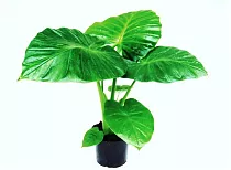Алоказия Калидора - Alocasia Calidora D14 H40