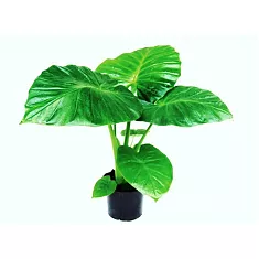 Алоказия Калидора - Alocasia Calidora D14 H40