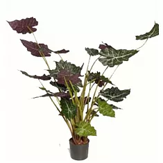 Алоказия Амазоника - Alocasia х amazonica D28 H140