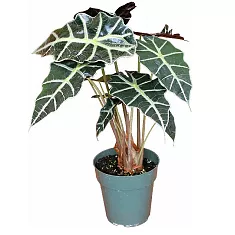 Алоказия Амазоника -Alocasia х amazonica D22 H80