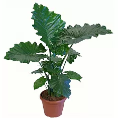 Алоказия Портодора - Alocasia Portodora D20 H40