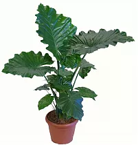 Алоказия Портодора - Alocasia Portodora D20 H40