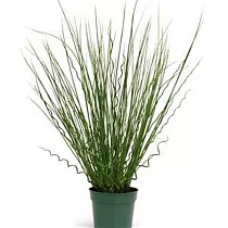 Джункус спиральный, Ситник - Juncus Liebeslockenin Deco Sleeve D12 H30