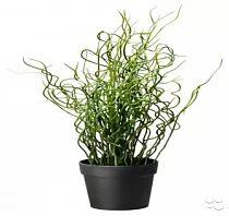 Джункус спиральный - Juncus Spiralis Unicorn D12 H30