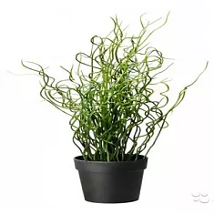 Джункус спиральный - Juncus Spiralis Unicorn D12 H30