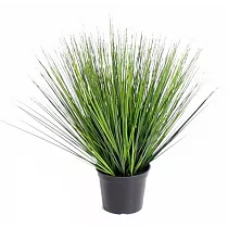 Джункус - Juncus Spiralis Unicorn D17 H45