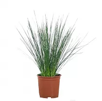 Джункус - Juncus Spiralis Unicorn D12 H30