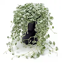 Дихондра - Dichondra D15 H30