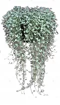 Дихондра - Dichondra D21 H50