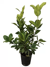 Грумичама или бразильская вишня - Eugenia brasiliensis D19 H60