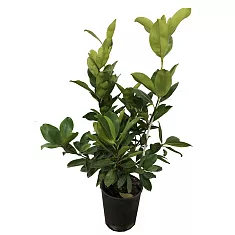 Грумичама или бразильская вишня - Eugenia brasiliensis D19 H60