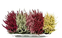 Вереск Эрика микс - Erica D11 H20