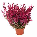 Вереск Эрика красный - Erica D13 H25