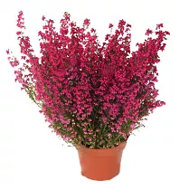 Вереск Эрика красный - Erica D13 H25