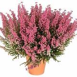 Вереск Эрика розовый - Erica D13 H25