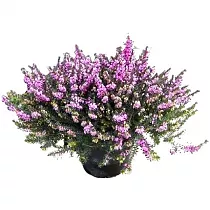 Вереск Эрика пурпурный - Erica D11 H20