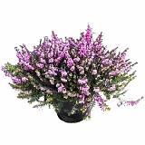 Вереск Эрика пурпурный - Erica D11 H20