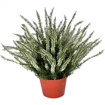 Вереск Эрика белый - Erica D11 H20