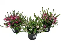 Вереск Эрика - Erica D10 H15