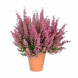 Вереск Эрика малиновый - Erica D11 H20