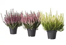 Вереск Каллуна - Calluna D9 H10