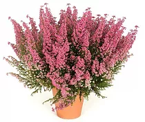 Вереск Каллуна пурпурный - Calluna D12 H20