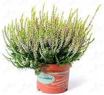 Вереск Каллуна белый - Calluna D12 H20