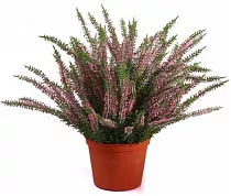 Вереск Каллуна розовый - Calluna D12 H20