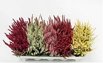 Вереск Каллуна микс - Calluna D13 H25