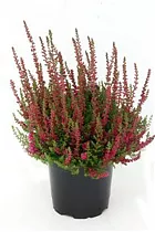 Вереск Каллуна красный - Calluna D12 H20