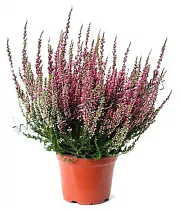 Вереск Каллуна бело-розовый - Calluna D12 H20