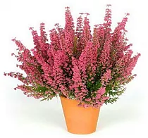 Вереск Каллуна - Calluna D13 H25