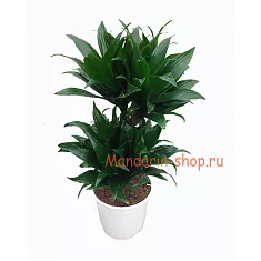 Драцена компакта - Dracaena compacta  D17 H65