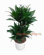 Драцена компакта - Dracaena compacta  D17 H65