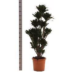 Драцена компакта куст - Dracaena compacta  H160