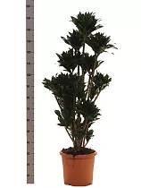 Драцена компакта куст - Dracaena compacta  H160