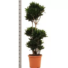 Драцена компакта куст - Dracaena compacta D40 H180